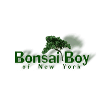 Bonsai Boy