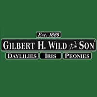 Gilbert H Wild
